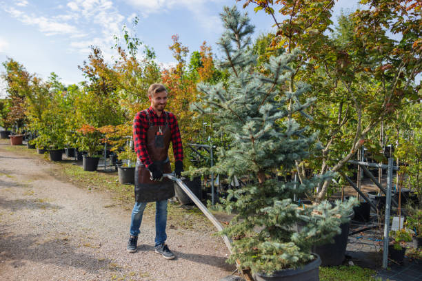 Trusted Coyne Center, IL Tree Service Experts